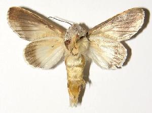  ( - 01-SRNP-17892)  @14 [ ] CreativeCommons - Attribution Non-Commercial Share-Alike (2005) Daniel H. Janzen Guanacaste Dry Forest Conservation Fund