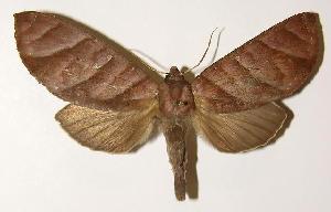  ( - 02-SRNP-19479)  @14 [ ] CreativeCommons - Attribution Non-Commercial Share-Alike (2005) Daniel H. Janzen Guanacaste Dry Forest Conservation Fund