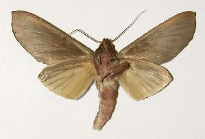  ( - 02-SRNP-7534)  @14 [ ] CreativeCommons - Attribution Non-Commercial Share-Alike (2005) Daniel H. Janzen Guanacaste Dry Forest Conservation Fund