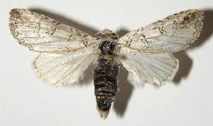  ( - 03-SRNP-12711.1)  @14 [ ] CreativeCommons - Attribution Non-Commercial Share-Alike (2005) Daniel H. Janzen Guanacaste Dry Forest Conservation Fund