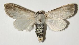  ( - 03-SRNP-12711.1)  @14 [ ] CreativeCommons - Attribution Non-Commercial Share-Alike (2005) Daniel H. Janzen Guanacaste Dry Forest Conservation Fund