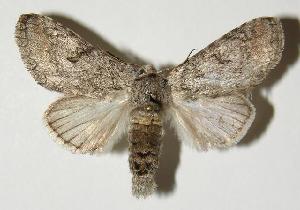  ( - 03-SRNP-12715)  @14 [ ] CreativeCommons - Attribution Non-Commercial Share-Alike (2005) Daniel H. Janzen Guanacaste Dry Forest Conservation Fund