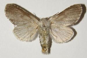  ( - 03-SRNP-12715)  @14 [ ] CreativeCommons - Attribution Non-Commercial Share-Alike (2005) Daniel H. Janzen Guanacaste Dry Forest Conservation Fund