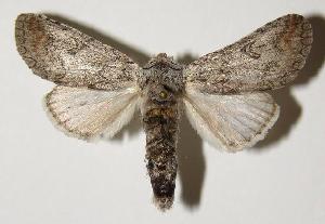  ( - 03-SRNP-12716)  @14 [ ] CreativeCommons - Attribution Non-Commercial Share-Alike (2005) Daniel H. Janzen Guanacaste Dry Forest Conservation Fund