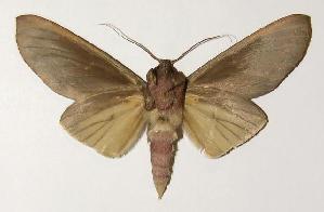  ( - 03-SRNP-6167)  @14 [ ] CreativeCommons - Attribution Non-Commercial Share-Alike (2005) Daniel H. Janzen Guanacaste Dry Forest Conservation Fund