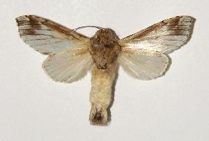  ( - 03-SRNP-10837)  @14 [ ] CreativeCommons - Attribution Non-Commercial Share-Alike (2005) Daniel H. Janzen Guanacaste Dry Forest Conservation Fund