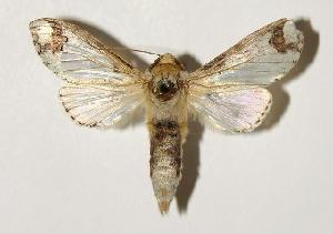  ( - 03-SRNP-9646)  @14 [ ] CreativeCommons - Attribution Non-Commercial Share-Alike (2005) Daniel H. Janzen Guanacaste Dry Forest Conservation Fund