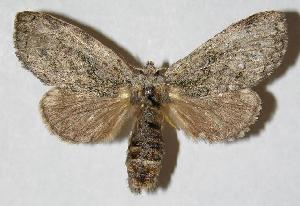  ( - 04-SRNP-14632)  @14 [ ] CreativeCommons - Attribution Non-Commercial Share-Alike (2005) Daniel H. Janzen Guanacaste Dry Forest Conservation Fund