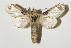  ( - 04-SRNP-2424)  @14 [ ] CreativeCommons - Attribution Non-Commercial Share-Alike (2005) Daniel H. Janzen Guanacaste Dry Forest Conservation Fund