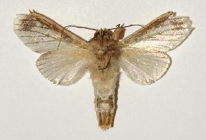  ( - 04-SRNP-2424)  @14 [ ] CreativeCommons - Attribution Non-Commercial Share-Alike (2005) Daniel H. Janzen Guanacaste Dry Forest Conservation Fund