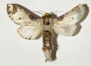  ( - 04-SRNP-41363)  @14 [ ] CreativeCommons - Attribution Non-Commercial Share-Alike (2005) Daniel H. Janzen Guanacaste Dry Forest Conservation Fund