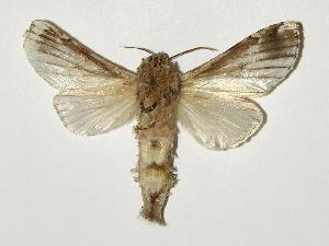  ( - 04-SRNP-41363)  @14 [ ] CreativeCommons - Attribution Non-Commercial Share-Alike (2005) Daniel H. Janzen Guanacaste Dry Forest Conservation Fund