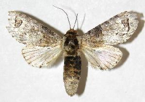  ( - 05-SRNP-2845)  @14 [ ] CreativeCommons - Attribution Non-Commercial Share-Alike (2005) Daniel H. Janzen Guanacaste Dry Forest Conservation Fund