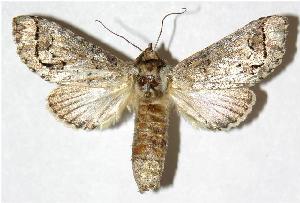  ( - 05-SRNP-31347)  @14 [ ] CreativeCommons - Attribution Non-Commercial Share-Alike (2005) Daniel H. Janzen Guanacaste Dry Forest Conservation Fund