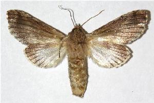  ( - 05-SRNP-31347)  @14 [ ] CreativeCommons - Attribution Non-Commercial Share-Alike (2005) Daniel H. Janzen Guanacaste Dry Forest Conservation Fund