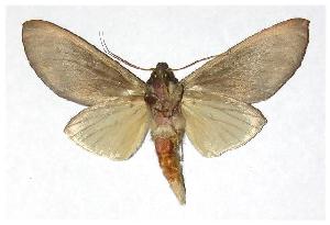  ( - 01-SRNP-1777)  @14 [ ] CreativeCommons - Attribution Non-Commercial Share-Alike (2006) Daniel H. Janzen Guanacaste Dry Forest Conservation Fund