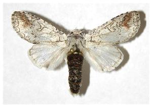  ( - 03-SRNP-12524.1)  @14 [ ] CreativeCommons - Attribution Non-Commercial Share-Alike (2006) Daniel H. Janzen Guanacaste Dry Forest Conservation Fund