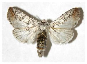  ( - 03-SRNP-12525.1)  @14 [ ] CreativeCommons - Attribution Non-Commercial Share-Alike (2006) Daniel H. Janzen Guanacaste Dry Forest Conservation Fund