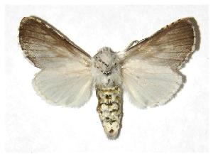  ( - 03-SRNP-12525.1)  @14 [ ] CreativeCommons - Attribution Non-Commercial Share-Alike (2006) Daniel H. Janzen Guanacaste Dry Forest Conservation Fund