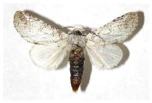  ( - 03-SRNP-12613.1)  @14 [ ] CreativeCommons - Attribution Non-Commercial Share-Alike (2006) Daniel H. Janzen Guanacaste Dry Forest Conservation Fund