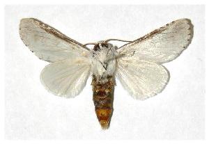  ( - 03-SRNP-12613.1)  @14 [ ] CreativeCommons - Attribution Non-Commercial Share-Alike (2006) Daniel H. Janzen Guanacaste Dry Forest Conservation Fund