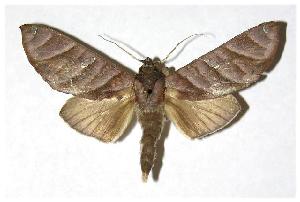  ( - 03-SRNP-30590)  @14 [ ] CreativeCommons - Attribution Non-Commercial Share-Alike (2006) Daniel H. Janzen Guanacaste Dry Forest Conservation Fund