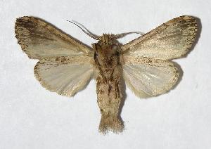  ( - 05-SRNP-60573)  @13 [ ] CreativeCommons - Attribution Non-Commercial Share-Alike (2006) Daniel H. Janzen Guanacaste Dry Forest Conservation Fund