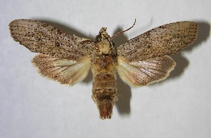  ( - 83-SRNP-799)  @14 [ ] CreativeCommons - Attribution Non-Commercial Share-Alike (2007) Daniel H. Janzen Guanacaste Dry Forest Conservation Fund