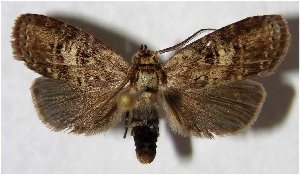  ( - 01-SRNP-11274.05)  @14 [ ] CreativeCommons - Attribution Non-Commercial Share-Alike (2007) Daniel H. Janzen Guanacaste Dry Forest Conservation Fund