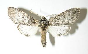  ( - 06-SRNP-15442)  @13 [ ] CreativeCommons - Attribution Non-Commercial Share-Alike (2013) Daniel H. Janzen Guanacaste Dry Forest Conservation Fund