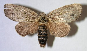  ( - 06-SRNP-18298)  @14 [ ] CreativeCommons - Attribution Non-Commercial Share-Alike (2007) Daniel H. Janzen Guanacaste Dry Forest Conservation Fund