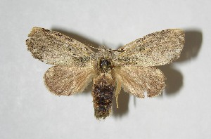  ( - 07-SRNP-58376)  @14 [ ] CreativeCommons - Attribution Non-Commercial Share-Alike (2008) Daniel H. Janzen Guanacaste Dry Forest Conservation Fund