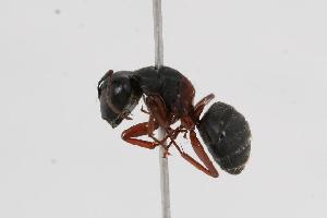  ( - CHU06-ANT-001)  @14 [ ] CreativeCommons - Attribution (2009) CBG Photography Group Centre for Biodiversity Genomics