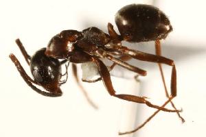  (Formica neorufibarbis_3 - CHU06-ANT-046)  @14 [ ] Unspecified (default): All Rights Reserved  Unspecified Unspecified
