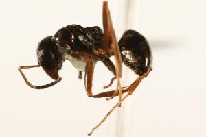  ( - CHU06-ANT-053)  @14 [ ] Unspecified (default): All Rights Reserved  Unspecified Unspecified