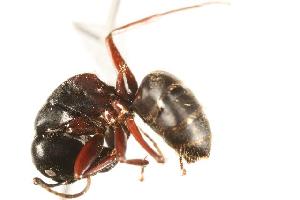  ( - CHU06-ANT-054)  @14 [ ] Unspecified (default): All Rights Reserved  Unspecified Unspecified