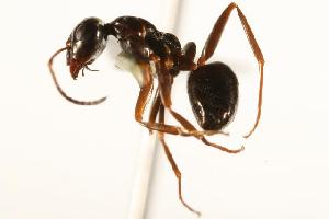 ( - CHU06-ANT-056)  @14 [ ] Unspecified (default): All Rights Reserved  Unspecified Unspecified
