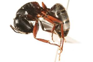  ( - CHU06-ANT-058)  @14 [ ] Unspecified (default): All Rights Reserved  Unspecified Unspecified