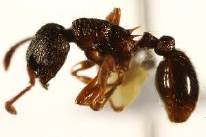  ( - CHU06-ANT-072)  @13 [ ] Unspecified (default): All Rights Reserved  Unspecified Unspecified