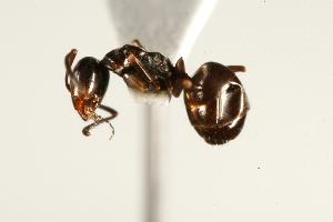  ( - CHU06-ANT-105)  @14 [ ] CreativeCommons - Attribution (2009) CBG Photography Group Centre for Biodiversity Genomics