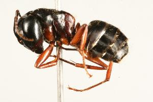  ( - CHU06-ANT-107)  @14 [ ] CreativeCommons - Attribution (2009) CBG Photography Group Centre for Biodiversity Genomics