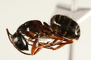  ( - CHU06-ANT-110)  @14 [ ] CreativeCommons - Attribution (2009) CBG Photography Group Centre for Biodiversity Genomics