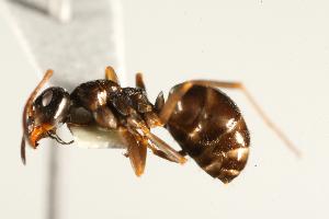  ( - CHU06-ANT-114)  @14 [ ] CreativeCommons - Attribution (2009) CBG Photography Group Centre for Biodiversity Genomics