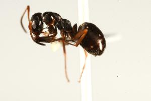  ( - CHU06-ANT-116)  @14 [ ] CreativeCommons - Attribution (2009) CBG Photography Group Centre for Biodiversity Genomics