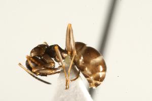  ( - CHU06-ANT-119)  @14 [ ] CreativeCommons - Attribution (2009) CBG Photography Group Centre for Biodiversity Genomics