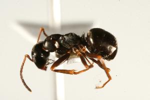  ( - CHU06-ANT-121)  @14 [ ] CreativeCommons - Attribution (2009) CBG Photography Group Centre for Biodiversity Genomics
