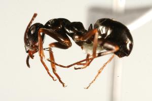  ( - CHU06-ANT-122)  @14 [ ] CreativeCommons - Attribution (2009) CBG Photography Group Centre for Biodiversity Genomics
