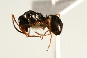  ( - CHU06-ANT-123)  @14 [ ] CreativeCommons - Attribution (2009) CBG Photography Group Centre for Biodiversity Genomics