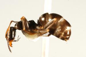  ( - CHU06-ANT-124)  @14 [ ] CreativeCommons - Attribution (2009) CBG Photography Group Centre for Biodiversity Genomics