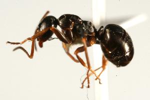  ( - CHU06-ANT-127)  @14 [ ] CreativeCommons - Attribution (2009) CBG Photography Group Centre for Biodiversity Genomics